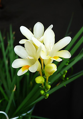 位圖 植物攝影 寫實(shí)花卉 花朵 百合 免費(fèi)素材