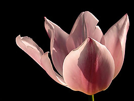 位圖 植物攝影 寫(xiě)實(shí)花卉 花朵 玫瑰 免費(fèi)素材