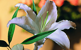 位圖 植物 寫實(shí)花卉 花朵 百合 免費(fèi)素材