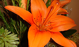 位圖 植物 寫實(shí)花卉 花朵 百合 免費(fèi)素材