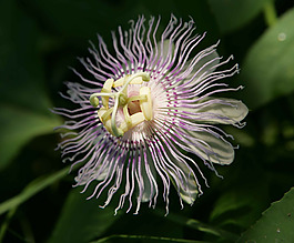 位圖 植物 寫實(shí)花卉 花朵 野花 免費(fèi)素材