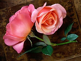 位圖 植物 寫實花卉 花朵 玫瑰 免費素材