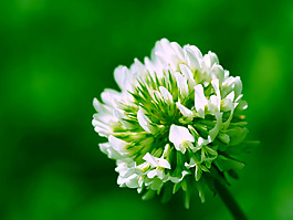 位圖 植物攝影 花卉 花朵 免費(fèi)素材