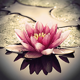 位圖 植物攝影 花卉 花朵 免費(fèi)素材