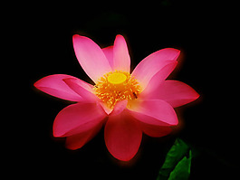 位圖 植物攝影 花卉 花朵 免費(fèi)素材