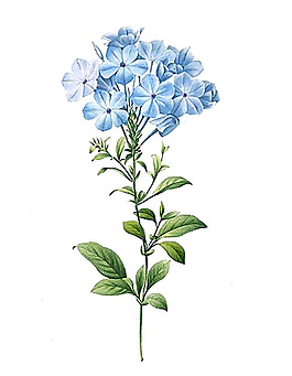 位圖 植物 寫(xiě)意花卉 花朵 長(zhǎng)春花 免費(fèi)素材