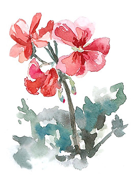 位圖 植物 寫意花卉 花朵 牡丹 免費(fèi)素材