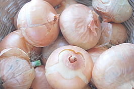 在編織籃子洋蔥褐