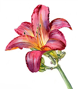 位圖 植物 寫(xiě)意花卉 花朵 百合 免費(fèi)素材