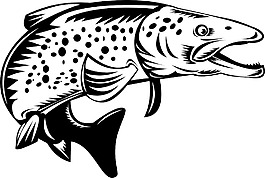 斑點斑點鱒魚魚跳