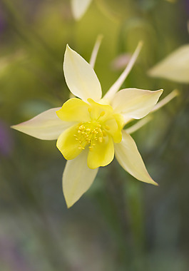 位圖 植物攝影 花卉 花朵 免費(fèi)素材
