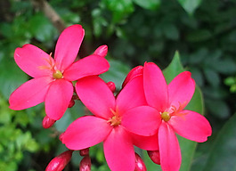 位圖 植物攝影 花卉 花朵 免費素材