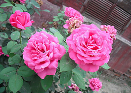位圖 植物攝影 花卉 花朵 免費素材