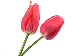 位圖 植物攝影 寫實(shí)花卉 花朵 郁金香 免費(fèi)素材