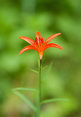 位圖 植物攝影 寫實(shí)花卉 花朵 百合 免費(fèi)素材