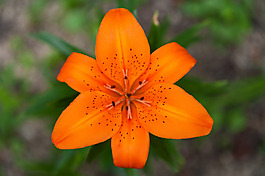 位圖 植物攝影 寫實(shí)花卉 花朵 百合 免費(fèi)素材