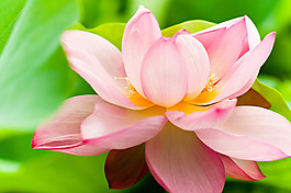 位圖 植物攝影 寫實(shí)花卉 花朵 蓮花 免費(fèi)素材