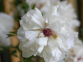 位圖 植物攝影 寫實(shí)花卉 花朵 免費(fèi)素材