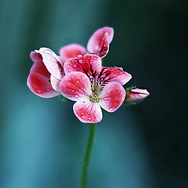 位圖 植物攝影 花卉 花朵 免費素材