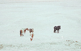 冰天雪地 生存圖片