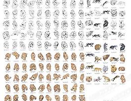 貓科猛獸動物
