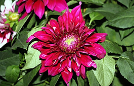 位圖 植物攝影 花卉 花朵 免費(fèi)素材
