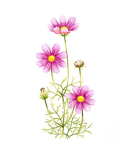 位圖 寫意花卉 藝術效果 水彩 花卉 免費素材