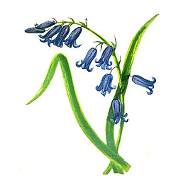 位圖 寫意花卉 藝術效果 水彩 花卉 免費素材