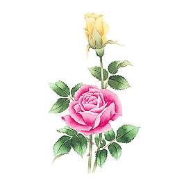 位圖 寫意花卉 藝術效果 水彩 花卉 免費素材