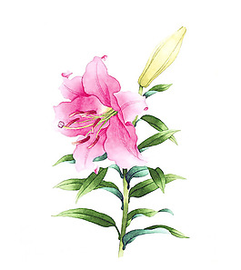位圖 寫意花卉 藝術效果 水彩 花卉 免費素材
