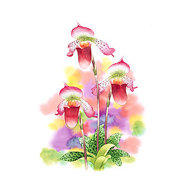 位圖 寫意花卉 藝術效果 水彩 花卉 免費素材