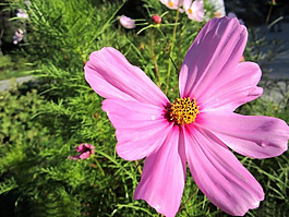 位圖 植物攝影 花卉 花朵 免費(fèi)素材