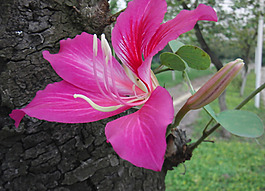 位圖 植物攝影 花卉 花朵 免費(fèi)素材