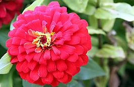 位圖 植物攝影 花卉 花朵 免費(fèi)素材