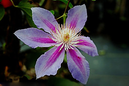 位圖 植物攝影 花卉 花朵 免費素材