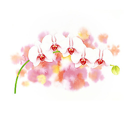 位图 插画 插画师 茨木祥之 日本 免费素材