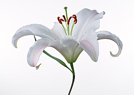 位圖 寫(xiě)實(shí)花卉 植物攝影 花卉 花朵 免費(fèi)素材