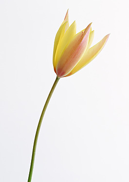 位圖 寫(xiě)實(shí)花卉 植物攝影 花卉 花朵 免費(fèi)素材