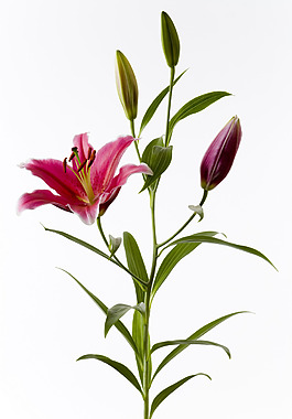 位圖 寫實(shí)花卉 植物攝影 花卉 花朵 免費(fèi)素材