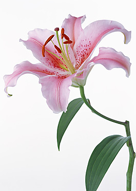 位圖 寫(xiě)實(shí)花卉 植物攝影 花卉 花朵 免費(fèi)素材