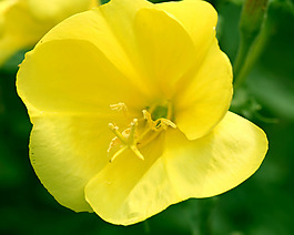 位圖 植物攝影 花卉 花朵 免費(fèi)素材