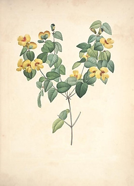 位圖 植物 藝術(shù)效果 工筆 手繪 免費(fèi)素材