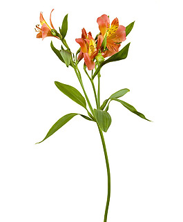 位圖 寫(xiě)實(shí)花卉 植物攝影 花卉 花朵 免費(fèi)素材