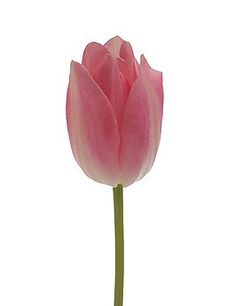位圖 寫(xiě)實(shí)花卉 植物攝影 花卉 花朵 免費(fèi)素材