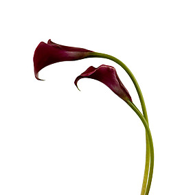 位圖 寫(xiě)實(shí)花卉 植物攝影 花卉 花朵 免費(fèi)素材