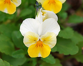 位圖 植物攝影 花卉 花朵 免費(fèi)素材