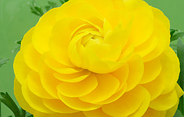 位圖 植物攝影 花卉 花朵 免費(fèi)素材