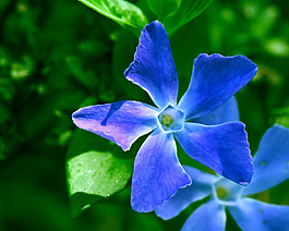 位圖 植物攝影 花卉 花朵 免費(fèi)素材