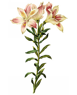位圖 寫(xiě)實(shí)花卉 藝術(shù)效果 水彩 花卉 免費(fèi)素材