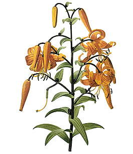 位圖 寫實花卉 藝術(shù)效果 水彩 花卉 免費素材